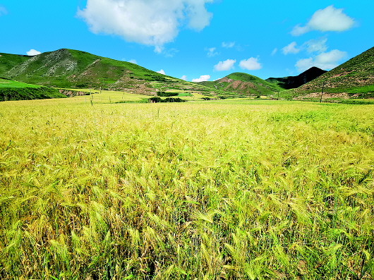 临潭:乡村振兴“丰”景如画